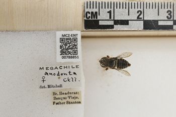 Media type: image;   Entomology 788851 Aspect: Labels
